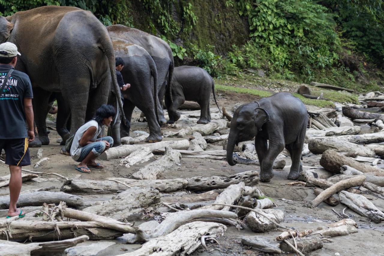 Rain Forest Guest House And Jungle Trekking Bukit Lawang Bagian luar foto