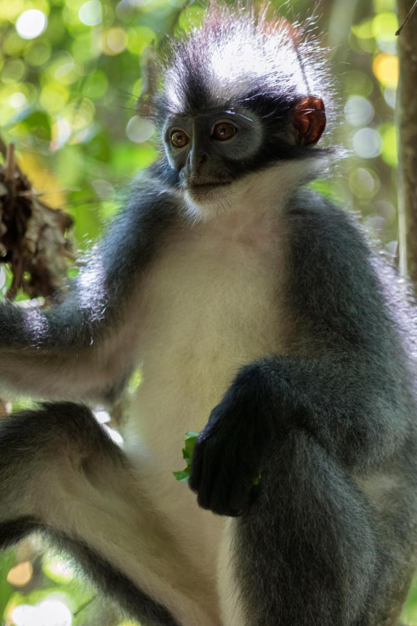 Rain Forest Guest House And Jungle Trekking Bukit Lawang Bagian luar foto